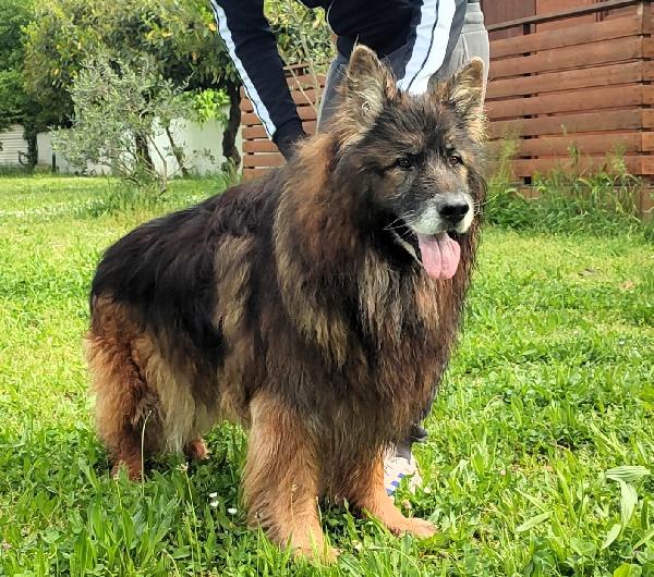 ELVIS PASTORE TEDESCO Foto 4